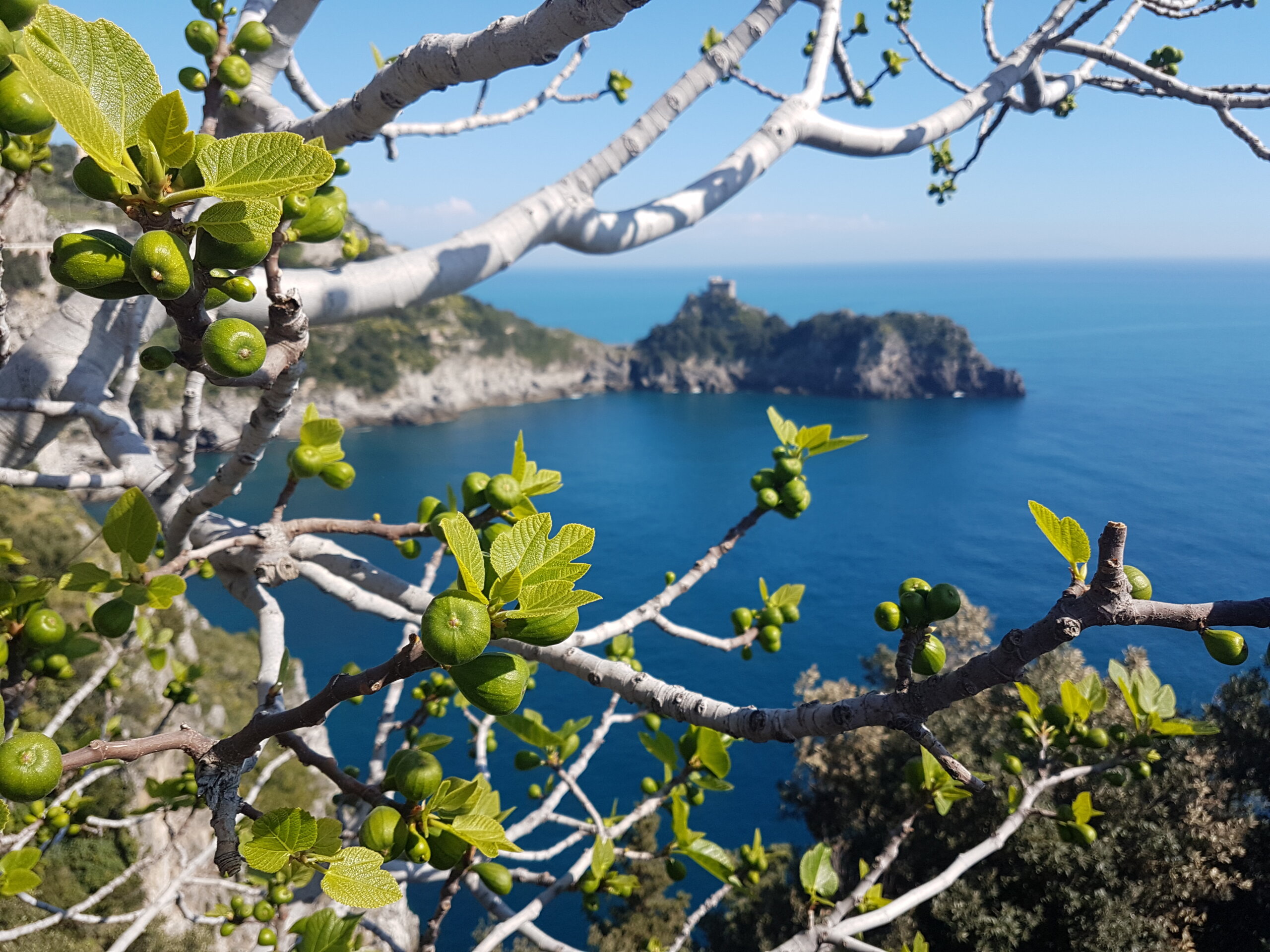 Dojrzewające figi - marzec na Wybrzeżu Amalfi