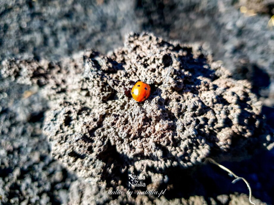 Etna zwiedzanie wulkanu dojazd kolejka linowa trekking z polskim przewodnikiem atrakcje jesień lato zima wiosna