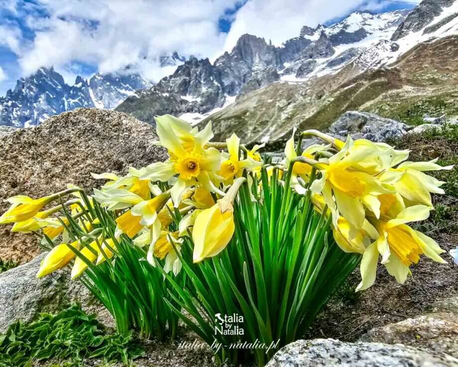 Skyway Monte Bianco - z Courmayeur (Entrèves) na Punta Helbronner najwyżej wjeżdżającą kolejką linową we Włoszech