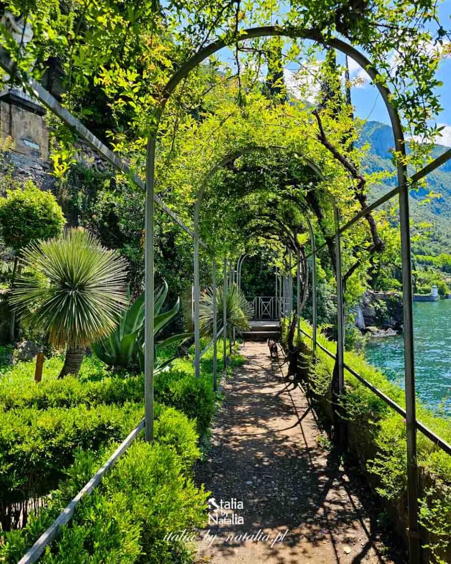 ogrody willi monastero wnetrze tunelu z wisterii